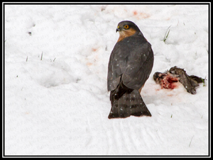 Februar2013